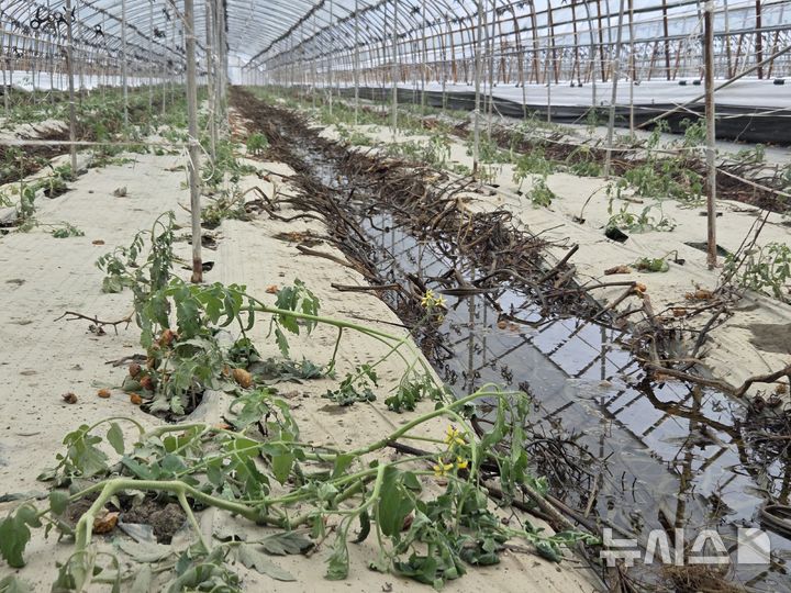 [익산=뉴시스] 강경호 기자 = 8일 전북 익산시 망성면의 한 비닐하우스 내의 방울토마토가 지난 6일과 7일 내린 호우로 인해 시들어있다. 2025.09.08. lukekang@newsis.com