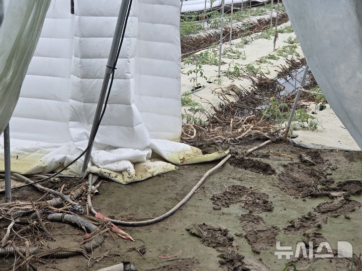[익산=뉴시스] 8일 전북 익산시 망성면의 한 비닐하우스에 차광과 보온을 위해 설치한 흰색 이불 아래쪽이 집중호우로 인해 누렇게 물들어 있다. 2025.09.08. lukekang@newsis.com