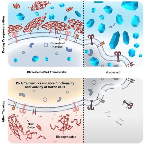 [서울=뉴시스] 연구 관련 이미지. DNA 프레임워크는 세포막에 결합해 세포를 보호하고, 얼음 성장을 억제하며, 해동 후에는 스스로 분해된다. (사진=고려대 제공) 2025.09.08. photo@newsis.com *재판매 및 DB 금지