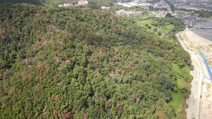 [양산=뉴시스] 하반기 방제사업을 추진한다. (사진=양산국유림관리소 제공) 2025.09.09. photo@newsis.com *재판매 및 DB 금지