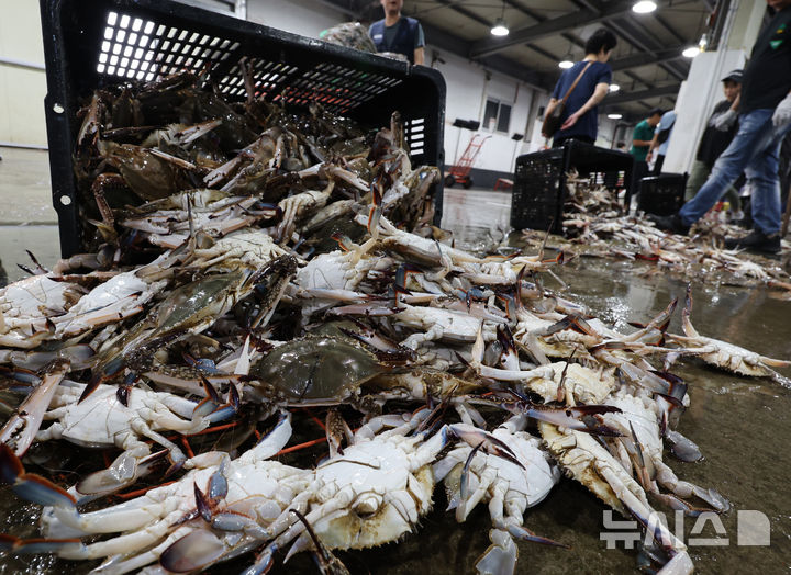 [인천=뉴시스] 전진환 기자 = 8일 인천 중구 인천수협 위판장에서 경매사와 상인들이 제철을 맞은 가을 꽃게 경매를 앞두고 선도를 살펴보고 있다. 2025.09.08. amin2@newsis.com
