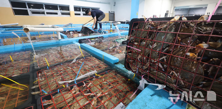 인천 중구 경인서부수협 위판장에서 한 상인이 인천 근해에서 조업한 가을 꽃게의 신선도를 살펴보고 있다. 뉴시스 자료사진.