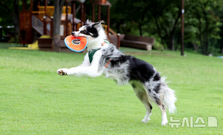 [대구=뉴시스] 이무열 기자 = 8일 대구 서구 이현공원에서 한 시민이 반려견과 함께 원반던지기 놀이를 하고 있다. 2025.09.08. lmy@newsis.com