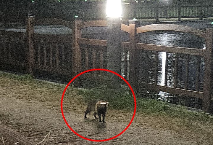 [인천=뉴시스] 인천 연수구 송도국제도시 센트럴파크에 출몰한 너구리 (사진=인천경제청 제공) 2025.09.09. photo@newsis.com *재판매 및 DB 금지