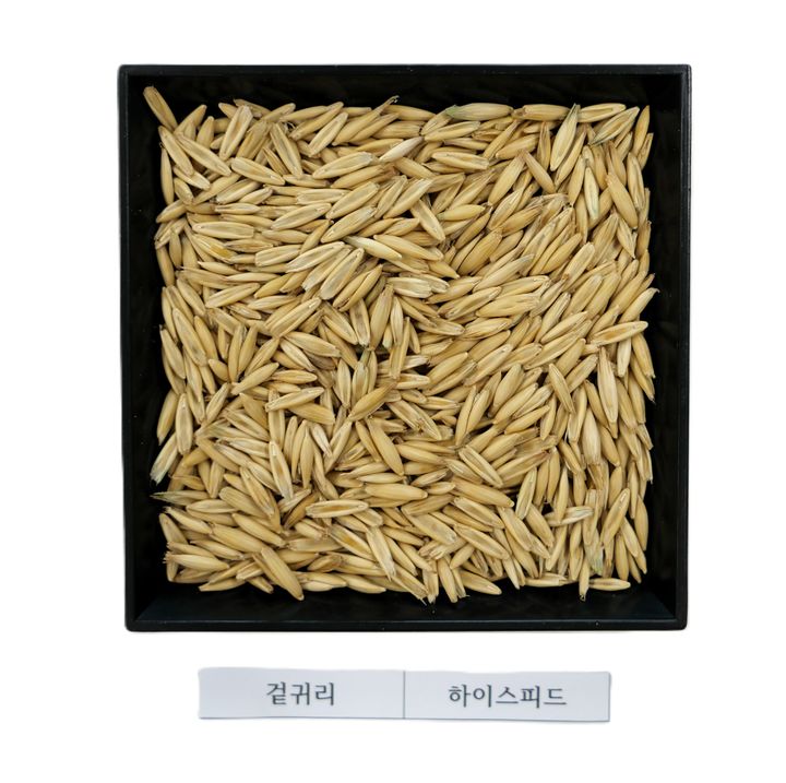 [세종=뉴시스] 귀리 '하이스피드'. (사진=한국농업기술진흥원 제공) *재판매 및 DB 금지