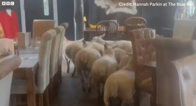 [뉴시스]영국의 한 시골 술집에 양 8마리가 무리지어 들어오는 이색적인 장면이 포착돼 화제다.(사진=BBC) 2025.09.08 *재판매 및 DB 금지