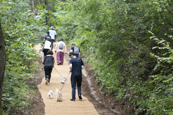 [양평=뉴시스] 국립양평치유의숲에서 반려인과 반려동물이 숲산책을 하고 있다.(사진=국립춘천숲체원 제공) *재판매 및 DB 금지