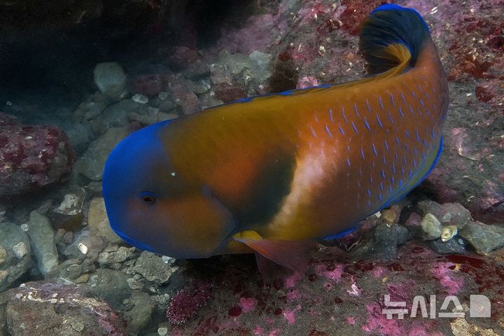 [서울=뉴시스] 제주 호박돔. 