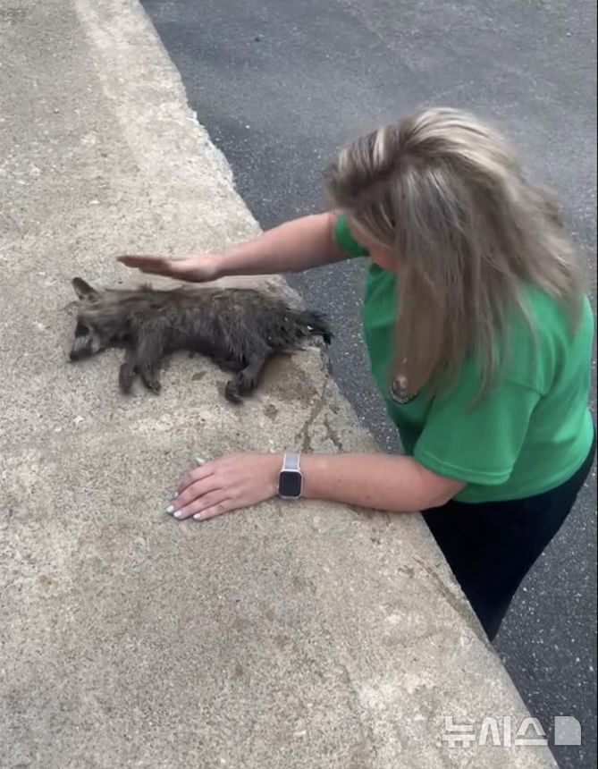 [뉴시스] 의식을 잃은 아기 너구리에 콤스는 심폐소생술을 진행했다. (사진=뉴욕포스트) 2025.09.08. 