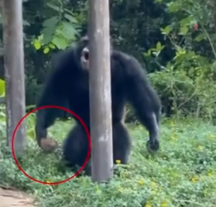 [뉴시스] 중국의 한 동물원에서 침팬지가 돌을 집어 던져 1세 유아가 다치는 사고가 발생했다.(사진= 웨이보/남방도시보 캡쳐).2025.09.09 *재판매 및 DB 금지