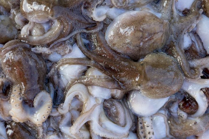 [보령=뉴시스] 금어기가 해제되면서 주꾸미를 잡으로 강태공들이 보령 대천앞바다에 몰려들고 있다. 사진은 주꾸미. (사진=보령시청 제공) 2025.09.10. photo@newsis.com *재판매 및 DB 금지