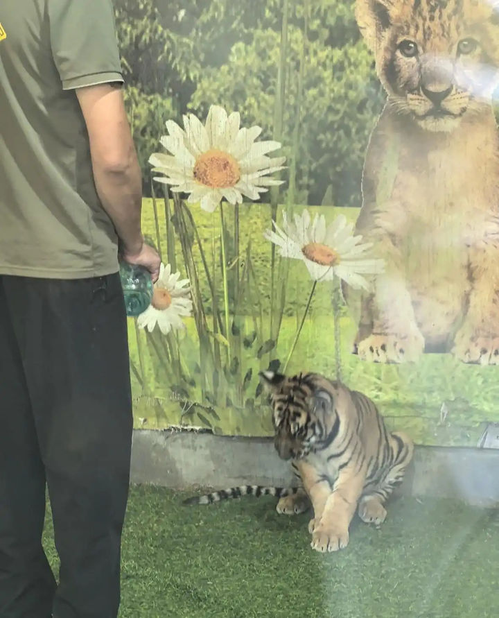 [뉴시스]중국의 한 동물원에서 직원이 아기 호랑이에게 물을 뿌리고 머리를 때리며 억지로 일으켜 세웠다.(사진= 샤오샹모닝뉴스 캡쳐).2025.09.10 *재판매 및 DB 금지