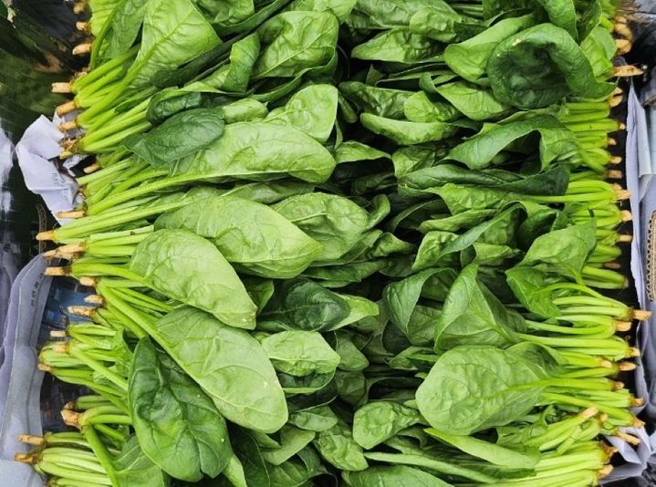 [홍천=뉴시스] 10일 홍천군(군수 신영재)은 올해 본격적인 재배·출하에 나선 홍천산 고랭지 여름시금치는 4kg에 7만원으로 높은 가격에 거래되고 있어 고소득 작목으로서 가능성을 확인했다 고 밝혔다. 홍천군 제공.&nbsp; *재판매 및 DB 금지