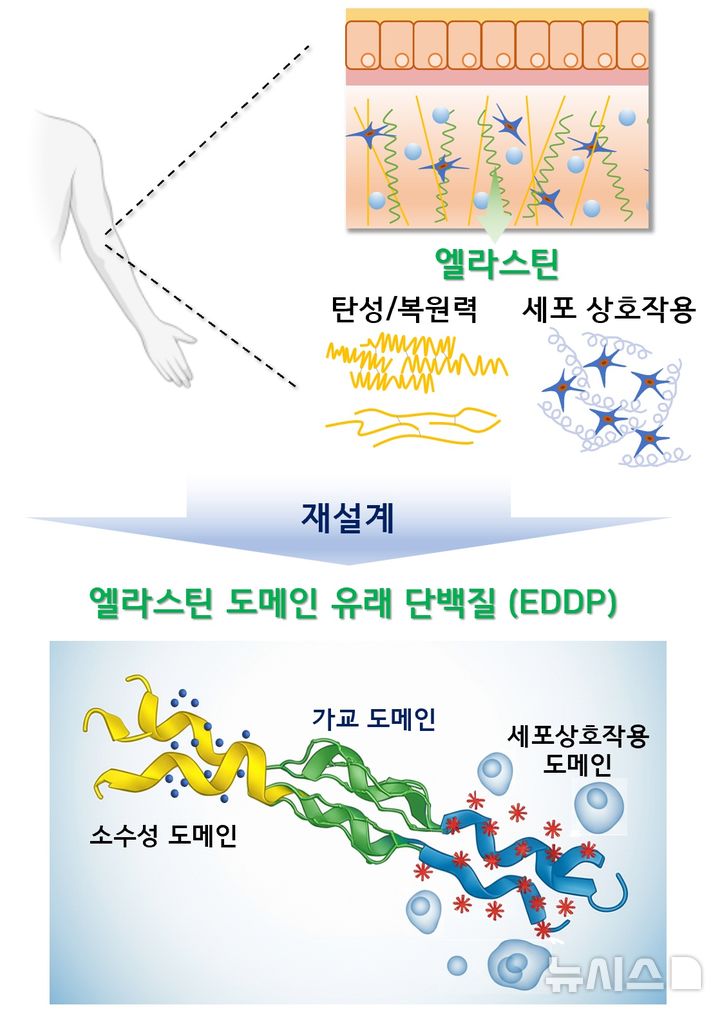 [포항=뉴시스] 송종욱 기자 = 포스텍 화학공학과·융합대학원 차형준 교수, 시스템생명공학부 통합 과정 조승겸 씨 연구팀과 인하대 생명공학과 양윤정 교수 연구팀이 천연 엘라스틴의 한계를 극복할 수 있는 새로운 인공 생체 소재를 개발하는 데 성공했다. 사진은 인간 엘라스틴을 모방한 새로운 엘라스틴 유사 단백질 생체 소재의 재설계를 통한 개발도. (사진=포스텍 제공) 2025.09.10. photo@newsis.com