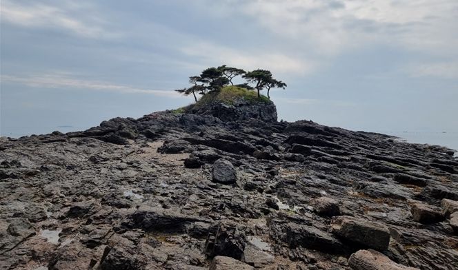 국가유산 천연기념물로 지정 예고된 부안 도청리 솔섬 전경 (사진=부안군 제공) *재판매 및 DB 금지