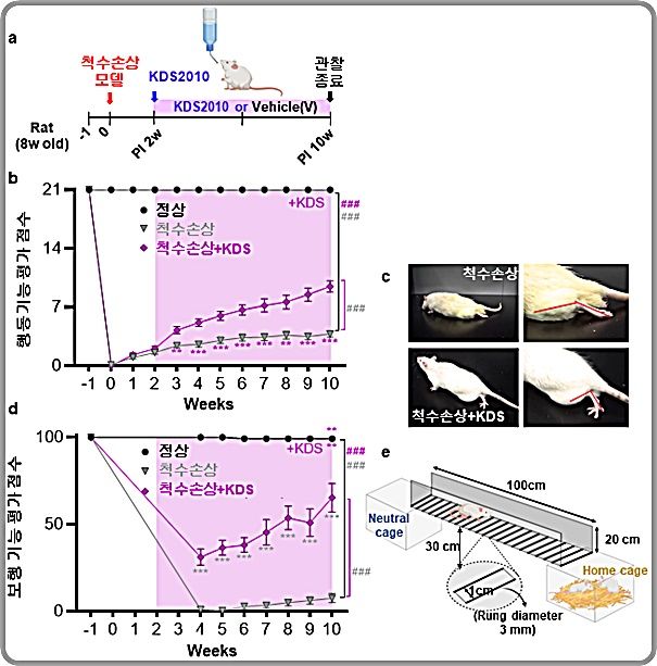 [대전=뉴시스] 기초과학연구원(IBS) 이창준 단장팀이 억제성 신경전달물질 '가바(GABA)'가 손상된 척수의 회복을 방해하는 핵심 원인임을 확인하고 마오비 억제제(KDS2010)의 회복 효과를 입증했다. 사진은 척수손상 동물모델에서 KDS2010의 치료 효과.(사진=IBS 제공) *재판매 및 DB 금지