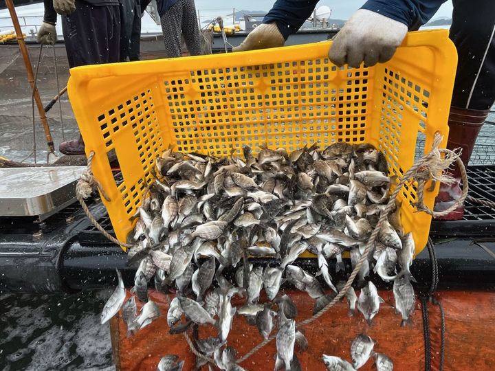 [고흥=뉴시스] 10일 고흥군 도양읍 소록지선과 화도지선 해역에 감성돔과 조피볼락 등 66만여 마리를 방류하고 있다. (사진=고흥군 제공) 2025.09.10. photo@newsis.com *재판매 및 DB 금지