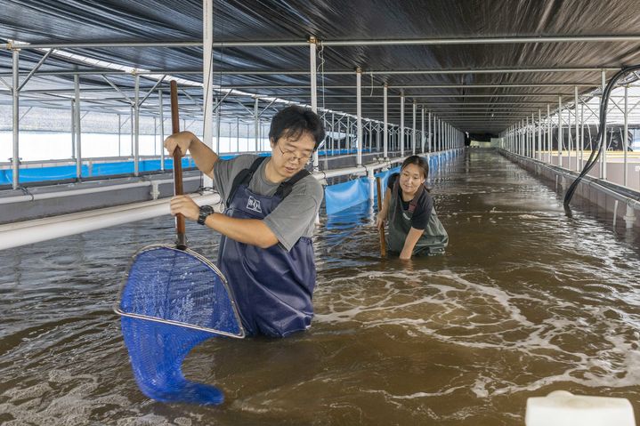 [칠곡=뉴시스] 흰다리새우 양식 결실. (사진=칠곡군 제공) 2025.09.10 photo@newsis.com *재판매 및 DB 금지