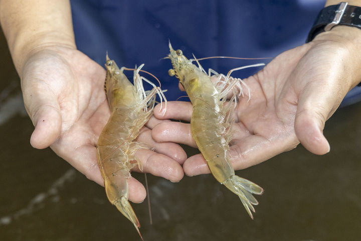 [칠곡=뉴시스] 칠곡서 출하된 흰다리새우. (사진=칠곡군 제공) 2025.09.10 photo@newsis.com *재판매 및 DB 금지