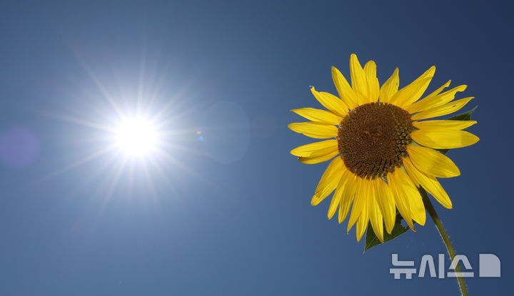 [인천=뉴시스] 전진환 기자 = 10일 인천 강화군 교동도의 도로 한 켠에 해바라기가 피어 있다. 2025.09.10. amin2@newsis.com