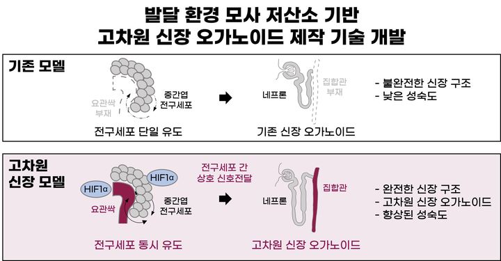 [울산=뉴시스] 구미현 기자 =사람 배아가 발달되는 저산소 환경을 모사함으로써, 역분화줄기세포를 사람 신장과 더 닮은 인공 미니 신장으로 발달시키는 과정을 설명한 연구그림 (사진=UNIST 제공) 2025.09.11. photo@newsis.com *재판매 및 DB 금지