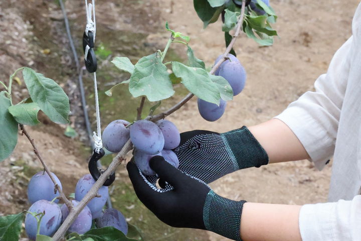 [제주=뉴시스] 10일 오전 제주시 한림읍 한 농가에서 서양 자두인 '프룬'을 수확하고 있다. (사진=제주도 농업기술원 제공) 2025.09.11. photo@newsis.com *재판매 및 DB 금지