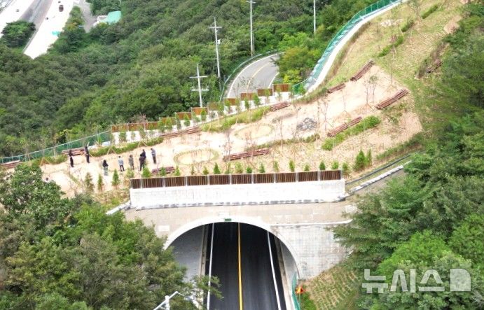 [포항=뉴시스] 송종욱 기자 = 경북 포항시는 북구 기계면 봉계리 이리재 생태 통로 준공으로 단절됐던 야생 동물 통로를 다시 만들어 낙동정맥 생태축을 복원했다. 사진은 이리재 생태 통로 전경. (사진=포항시 제공) 2025.09.11. photo@newsis.com