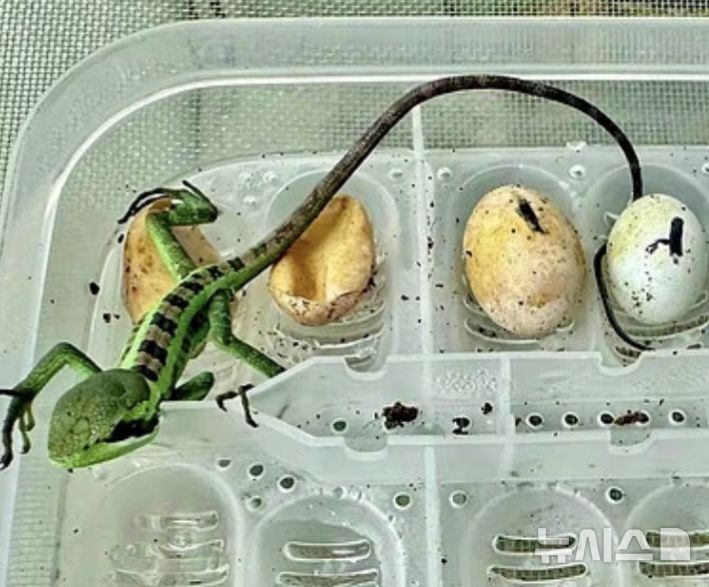 [뉴시스] 부화한 8마리 모두 암컷으로 태어났다. (사진=데일리메일/ 이그조틱 동물원) 2025.09.10.