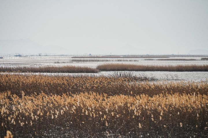 [순천=뉴시스] 순천만 습지. photo@newsis.com *재판매 및 DB 금지