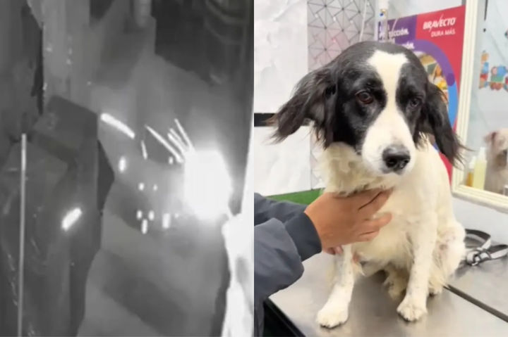 [서울=뉴시스] 페루 한 가족의 반려견이 다이너마이트의 도화선을 입에 넣고 물어뜯어내 폭발을 막은 사건이 알려졌다. (사진 = 뉴욕포스트 갈무리) 2025.09.11. *재판매 및 DB 금지