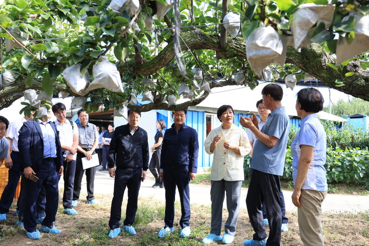 [세종=뉴시스]송미령 농림축산식품부 장관이 11일 충남 아산시 둔포면 소재 배 생산농가를 방문해 생육상황을 살펴보고 있다. (사진=농식품부 제공) *재판매 및 DB 금지