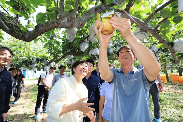 [세종=뉴시스]송미령 농림축산식품부 장관이 11일 충남 아산시 둔포면 소재 배 생산농가를 방문해 생육상황을 살펴보고 있다. (사진=농식품부 제공) *재판매 및 DB 금지