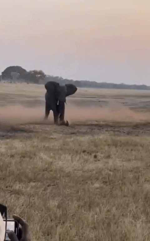 [뉴시스] 달려드는 벌꿀오소리 발로 차는 아프리카코끼리. 2025.09.11. (사진=인스타그램 'amalindasafaricollection' 캡처). *재판매 및 DB 금지