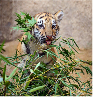 [서울=뉴시스] 새끼 호랑이. 2025.09.12. (사진=서울대공원 제공) *재판매 및 DB 금지