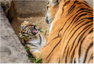 [서울=뉴시스] 새끼 호랑이. 2025.09.12. (사진=서울대공원 제공) *재판매 및 DB 금지