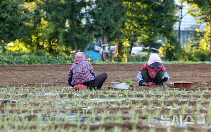 대파 모종을 옮겨 심고 있는 농민들. (사진=뉴시스DB) photo@newsis.com