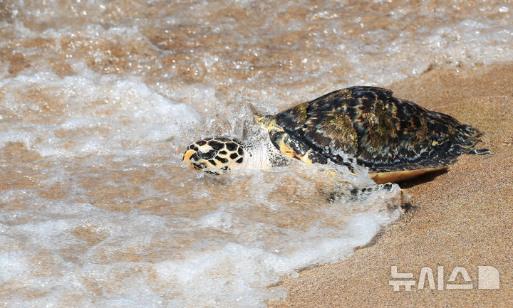 [서귀포=뉴시스] 우장호 기자 = 11일 오전 제주 서귀포시 중문 색달해변에서 해양수산부 주최로 열린 '바다거북 자연방류' 행사에서 바다거북이들이 방류되고 있다. 해수부에 따르면 이번에 방류되는 바다거북 13마리는 야생에서 구조돼 치료받거나 인공부화에 성공한 개체다. 2025.09.11. woo1223@newsis.com