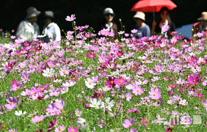 [수원=뉴시스] 김종택 기자 = 청명한 파란하늘이 모습을 드러낸 11일 경기 수원시 권선구 탑동시민농장을 찾은 시민들이 활짝 핀 코스모스를 바라보며 산책하고 있다. 2025.09.11. jtk@newsis.com