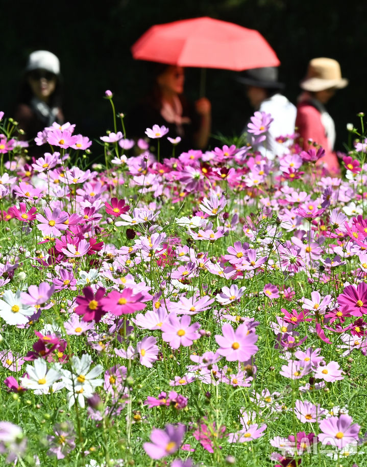 [수원=뉴시스] 김종택 기자 = 청명한 파란하늘이 모습을 드러낸 11일 경기 수원시 권선구 탑동시민농장을 찾은 시민들이 활짝 핀 코스모스를 바라보며 산책하고 있다. 2025.09.11. jtk@newsis.com