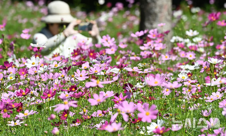 [수원=뉴시스] 김종택 기자 = 청명한 파란하늘이 모습을 드러낸 11일 경기 수원시 권선구 탑동시민농장을 찾은 시민들이 활짝 핀 코스모스를 바라보며 산책하고 있다. 2025.09.11. jtk@newsis.com