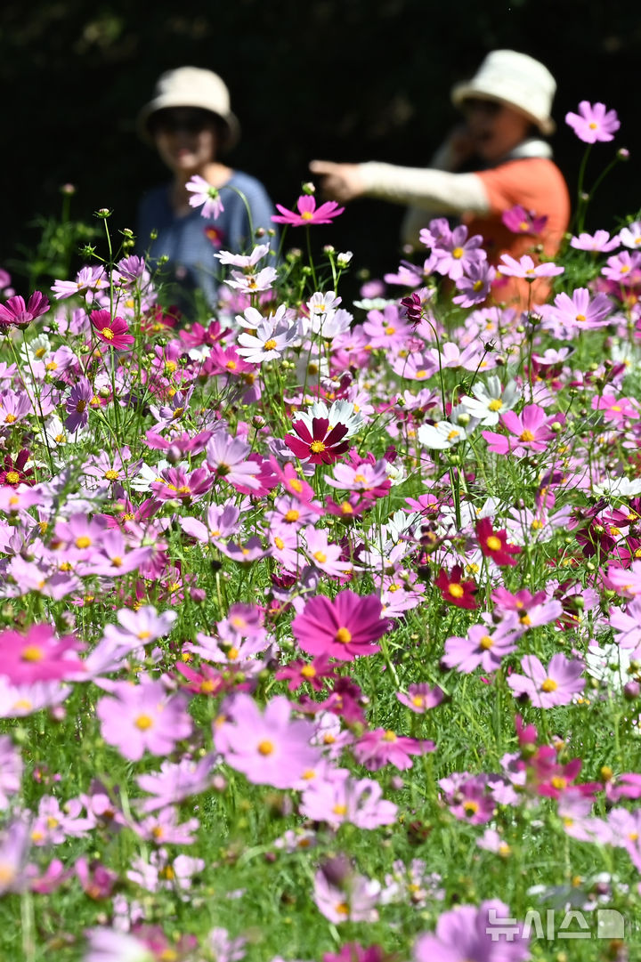 [수원=뉴시스] 김종택 기자 = 청명한 파란하늘이 모습을 드러낸 11일 경기 수원시 권선구 탑동시민농장을 찾은 시민들이 활짝 핀 코스모스를 바라보며 산책하고 있다. 2025.09.11. jtk@newsis.com