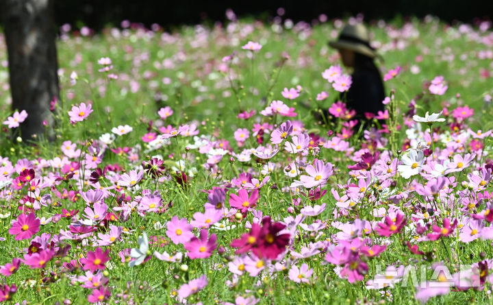 [수원=뉴시스] 김종택 기자 = 청명한 파란하늘이 모습을 드러낸 11일 경기 수원시 권선구 탑동시민농장을 찾은 시민들이 활짝 핀 코스모스를 바라보며 산책하고 있다. 2025.09.11. jtk@newsis.com