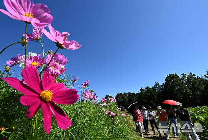 [수원=뉴시스] 김종택 기자 = 청명한 파란하늘이 모습을 드러낸 11일 경기 수원시 권선구 탑동시민농장을 찾은 시민들이 활짝 핀 코스모스를 바라보며 산책하고 있다. 2025.09.11. jtk@newsis.com