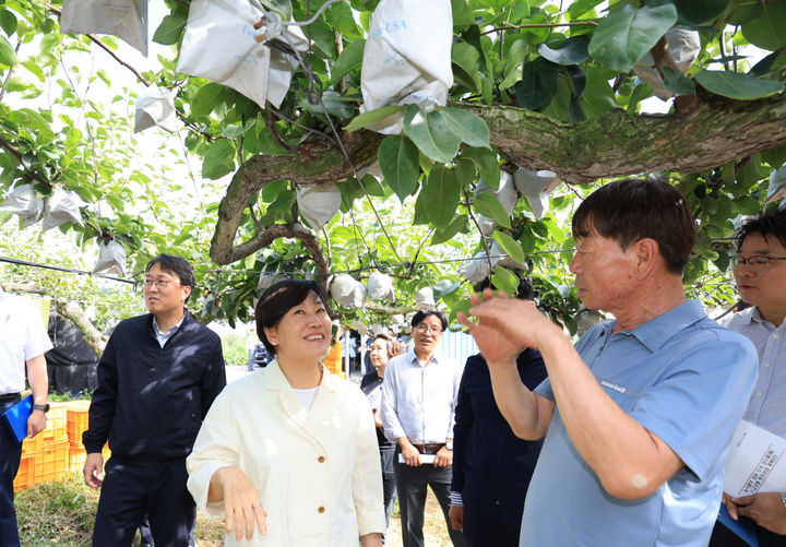 [아산=뉴시스] 강종민 기자 = 송미령 농림축산식품부 장관이 11일 충남 아산시 둔포면의 배 생산농가를 찾아 햇배 생육 상황을 점검하고 있다. (사진=농식품부 제공) 2025.09.11. photo@newsis.com *재판매 및 DB 금지