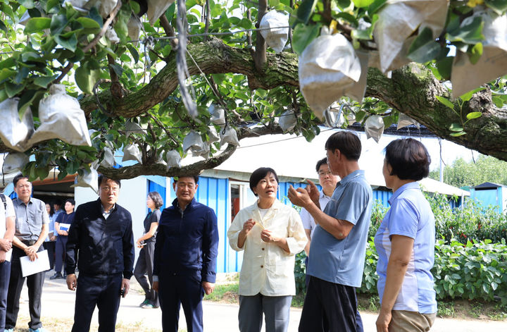 [아산=뉴시스] 강종민 기자 = 송미령 농림축산식품부 장관이 11일 충남 아산시 둔포면의 배 생산농가를 찾아 햇배 생육 상황을 점검하고 있다. (사진=농식품부 제공) 2025.09.11. photo@newsis.com *재판매 및 DB 금지
