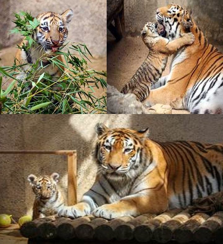 [뉴시스] 서울대공원에서 탄생한 새끼 호랑이. 2025.09.12. (사진=서울대공원 제공). *재판매 및 DB 금지