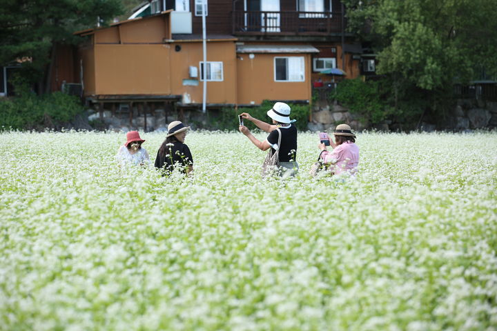 [평창=뉴시스] 평창효석문화제, 메밀꽃밭 속에서 사진촬영하고 있다. (사진=평창군 제공) 2025.09.12. photo@newsis.com *재판매 및 DB 금지