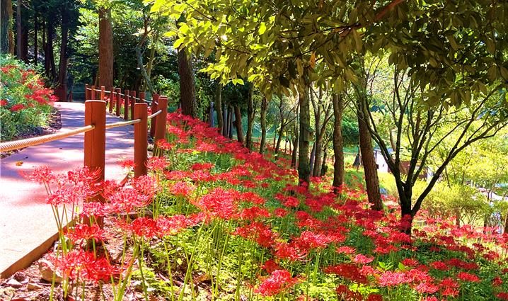 [진도=뉴시스]개화한 진도 운림산림욕장 꽃무릇. (사진=진도군 제공) 2025.09.12. photo@newsis.com *재판매 및 DB 금지