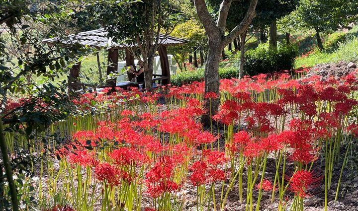 [진도=뉴시스]진도 운림산림욕장 꽃무릇. (사진=진도군 제공) 2025.09.12. photo@newsis.com *재판매 및 DB 금지