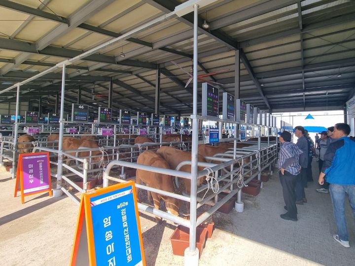 [평창=뉴시스] 제50회 강원축산경진대회. (사진=평창군 제공) 2025.09.12. photo@newsis.com *재판매 및 DB 금지